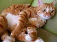 避妊・去勢手術のご相談はお気軽にどうぞ